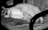Sid taking the executive chair