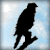 Hawk