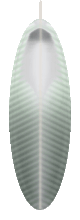 Feather