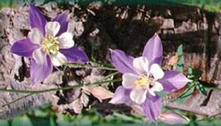 Top border image