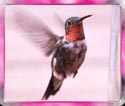 Hummingbird in the window