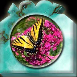 Butterfly on  flowers