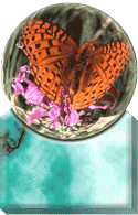 Butterfly on flowers