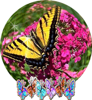 Butterfly on flowers