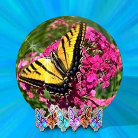 Butttterfly on flowers
