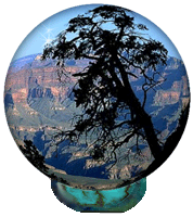 Tree on edge of canyon