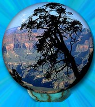 Tree on edge of canyon