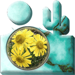Flowers in desert-scene