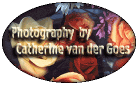 Photography by Catherine van der Goes