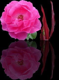 Rose and reflection