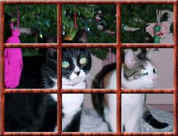Cats in a wood-frame window