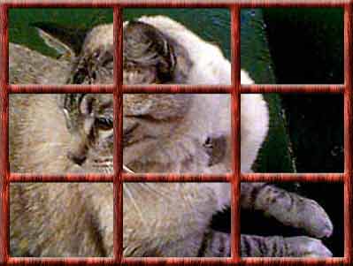 Sid in a wood-frame window