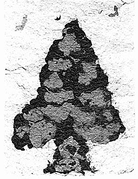 Winter Tree