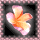 Frangipani