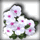 Impatiens