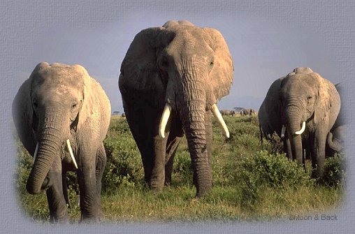 Elephants