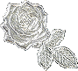 Friendship Rose